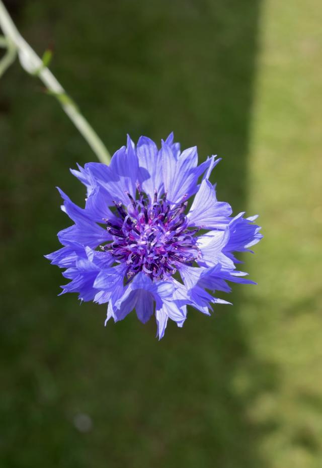 花卉盆栽室内——打造绿色温馨的家居环境