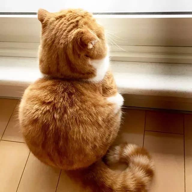 猫有劲站不起来什么原因?揭秘猫咪站立的秘密