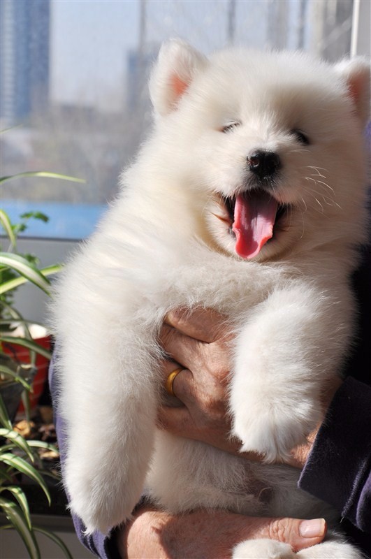 狗狗突然乱蹦——揭秘背后的原因与对策