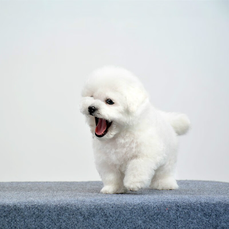 狗狗干呕打嗝:揭秘背后的原因与应对策略