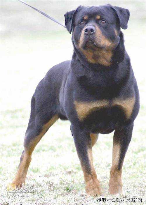 宠物虾养不死什么原因?揭秘背后的神奇秘密