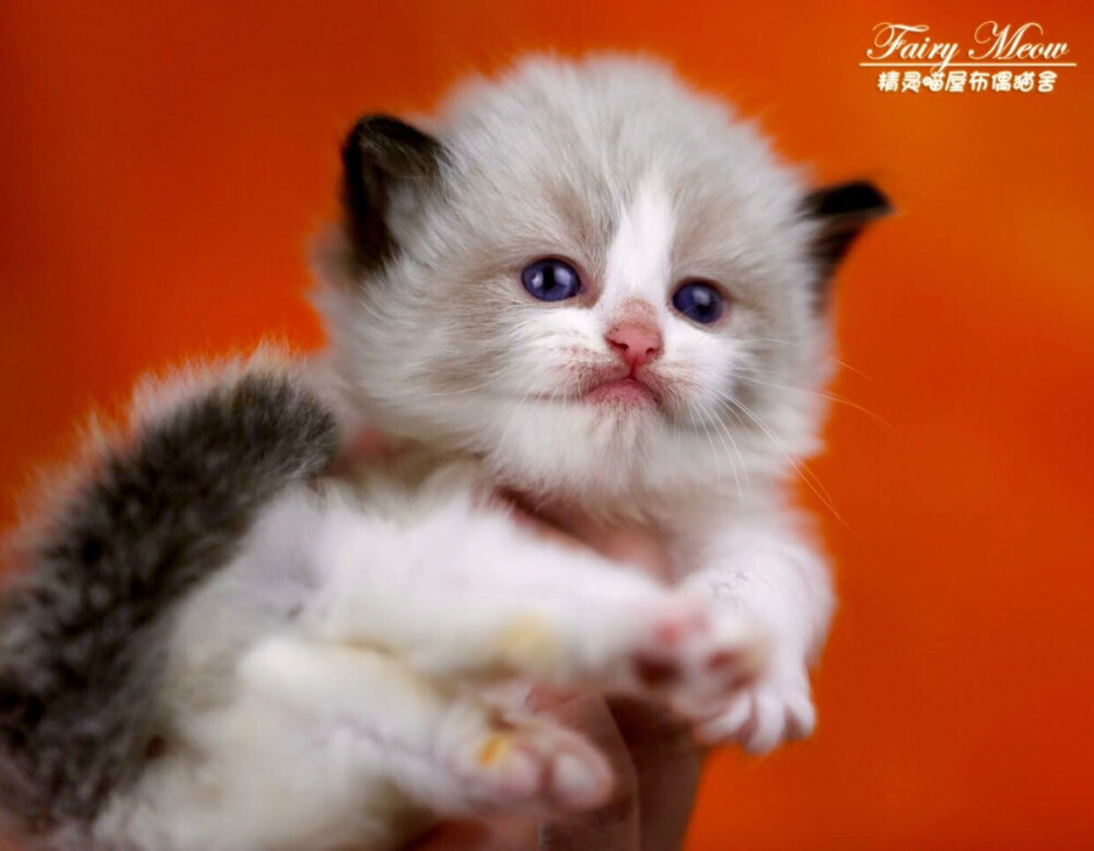 猫咪呕吐后吃点什么:关爱猫咪健康的正确方式