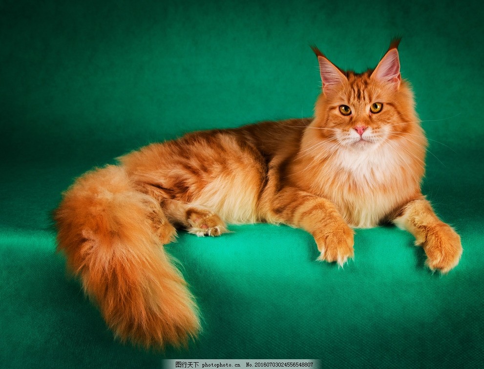 什么原因会吸猫毛呢?揭秘猫咪毛发吸附的奥秘