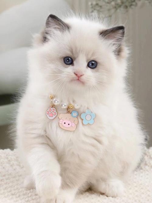 什么原因能让猫彻夜不归?