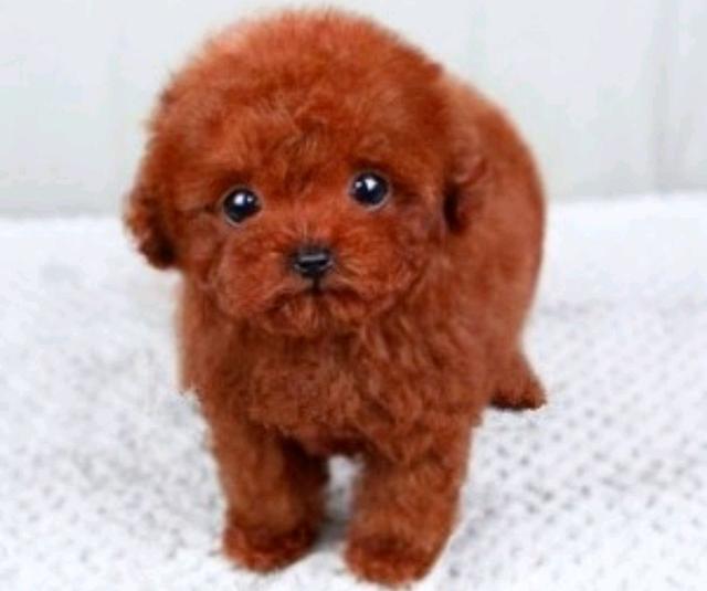 狗狗肠胃不好症状——宠物的“消化”烦恼