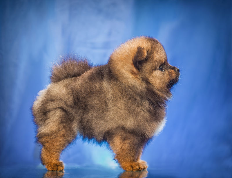 狗狗断血——宠物护理中的紧急应对