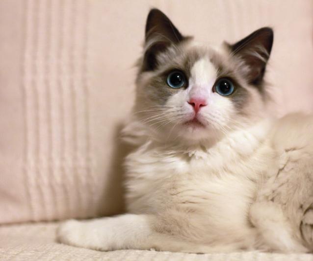 狗狗吃狗粮便便多：揭开谜底，守护宠物健康