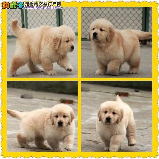 碰哼唧狗狗:宠物护理人员的温馨日常