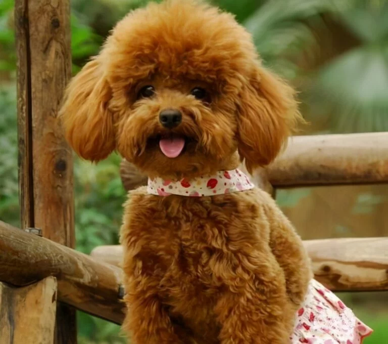 宠物脚臭是什么原因:揭秘背后的真相