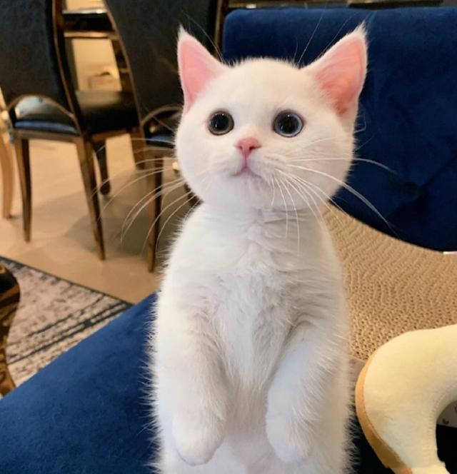 垂耳兔宠物缺点是什么原因