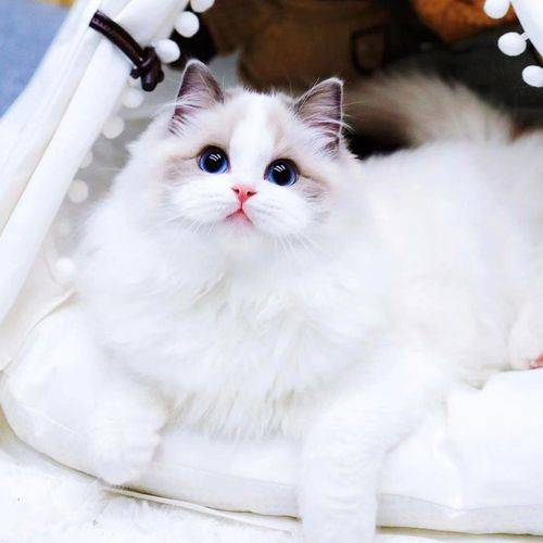 猫咪睡觉为什么会抖?揭秘猫咪睡眠中的小秘密