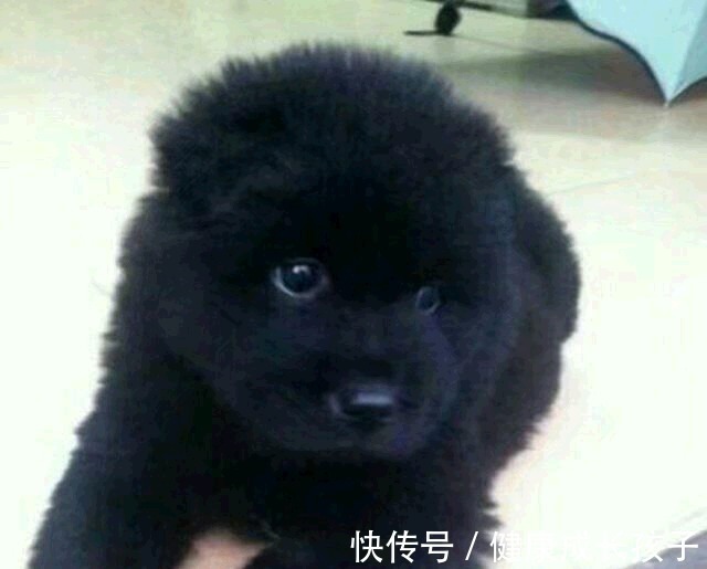 宠物后背长包是什么原因?揭开宠物健康之谜