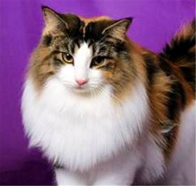 猫咪纯种，有必要吗？