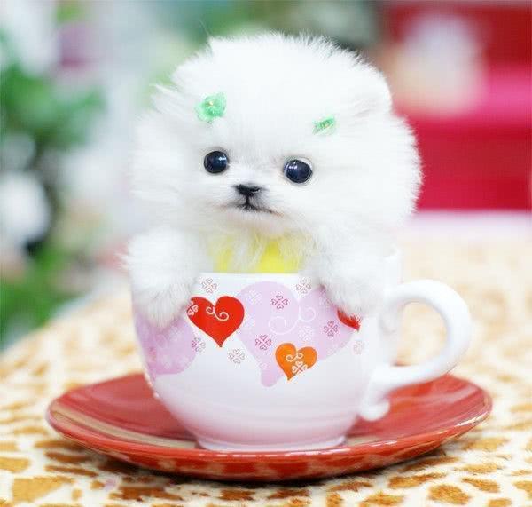 狗狗打肌肉针怎么打——宠物护理小贴士