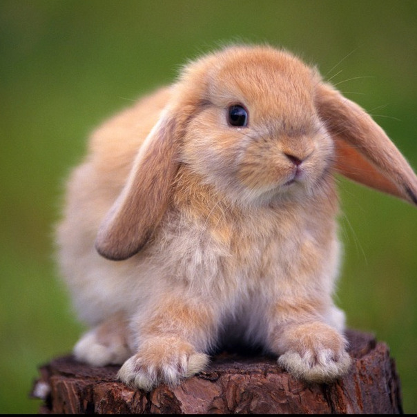 老狗狗哼唧:揭秘老年宠物的情感需求与护理秘诀